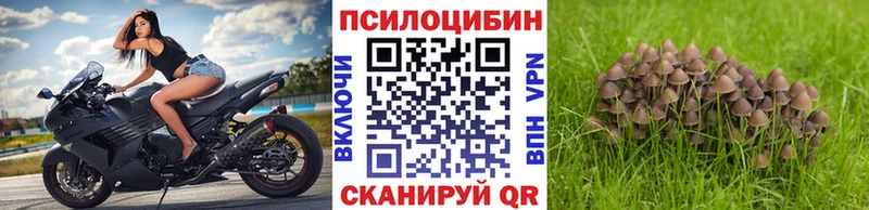 Псилоцибиновые грибы Psilocybe Колпашево
